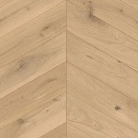 Jodła Francuska Creme Standard